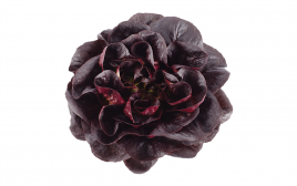 Simply Fresh Red Butter Head Lettuce   Box  1 pcs